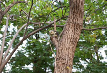 The Brown squirrel eat food on the tree, focus selective