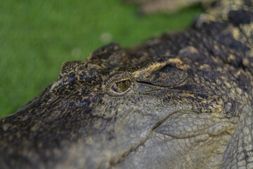 crocodile closeup eye, Alligator, Dangerous animal
