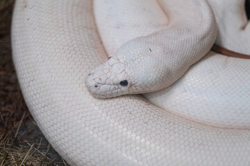 Python snake, Dangerous animal, wildlife