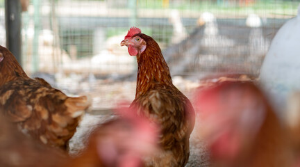 chicken in the coop, hen at farm