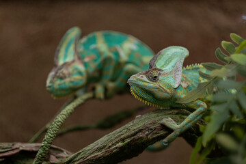 lizard, chameleon with blur background
