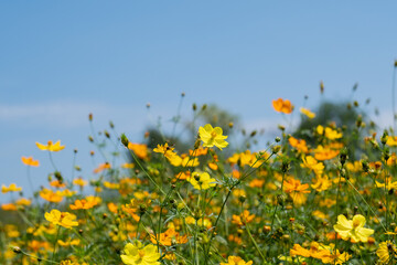 closeup sulfur cosmos flower with blur background