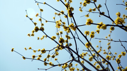 yellow cornflower in the mountains