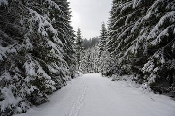 Stiller Wanderweg im Tiefschneewald