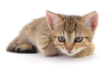 Obraz premium Small brown kitten.