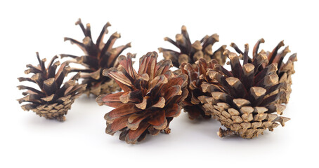 Pine cones isolated.