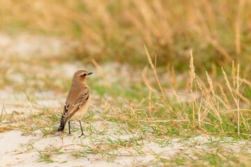 Northern wheatear (Oenanthe oenanthe) on Juist, East Frisian Islands, Germany.