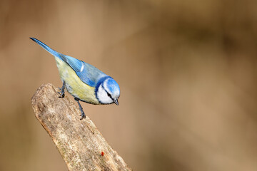 Eurasian blue tit (Cyanistes caeruleus) in spring in the nature protection area Mönchbruch near Frankfurt, Germany.