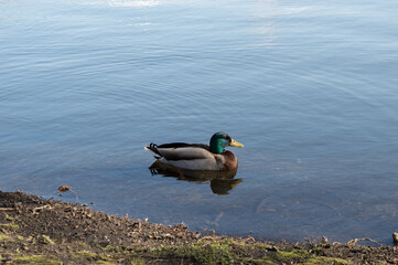 Canard qui nage dans l'eau d'un lac