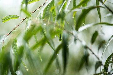 planta