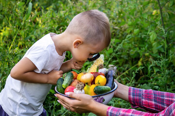 A child looks at fresh vegetables in a bowl through a magnifying glass. Nature