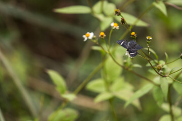 mariposa