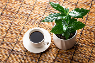 コーヒーとコーヒーの木の木