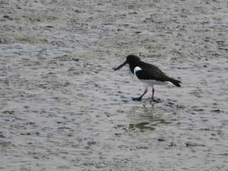 walking on mudflat