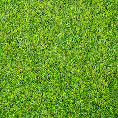 Fototapeta premium Green grass texture for background. Green lawn pattern and texture background.