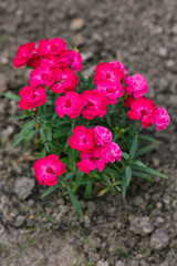 Beautiful pink flowers of border low carnation summer garden