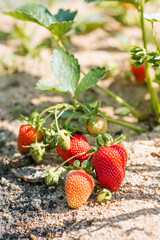 Sweet organic strawberries grow and ripen in the garden