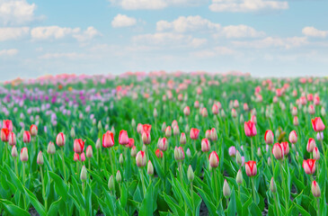 Endless field of blooming tulips on a sunny day