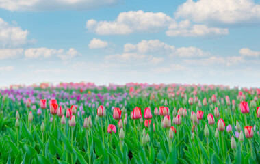 Fototapeta premium Blooming tulips field with cumulus clouds in the sky