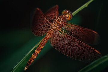 dragonfly close up