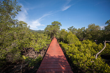 Bridge into the Mangrove forest at Koh Chang island, Trat Province, Thailand