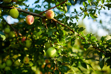 Branch with ripening organic plums in the garden in sunny day, ripe plums on a tree branch in the orchard