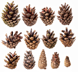 Various types of Sosdn tree cones.