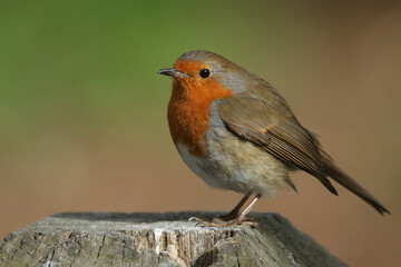 A pretty Robin, redbreast, Erithacus rubecula, perching on a post in spring.