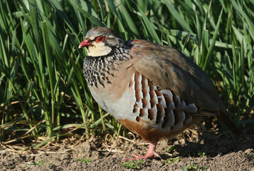 A Red-legged Partridge, Alectoris rufa, standing at the edge of a field of long grass.
