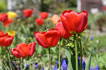Beautiful tulip flowers in bloom and blossom on a meadow in spring in the Netherlands, Europe