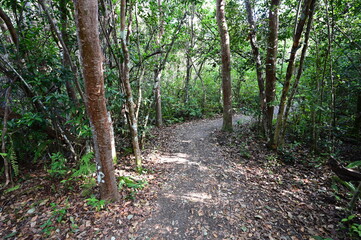 Gumbo Limbo Trail in Royal Palm Everglades National Park, Florida.