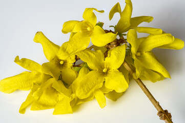 Vahl forsythia yellow flowers on a twig close-up on a light background