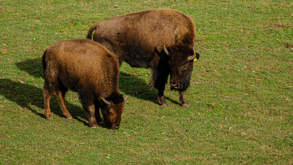 moose in the meadow