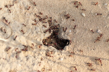 ants picking up grass and grain seeds from the field and bringing them anthill