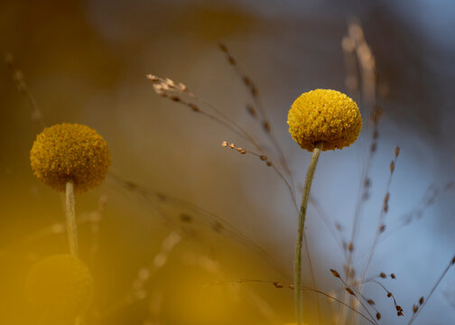 Billy buttons (Craspedia glauca) growing in spring