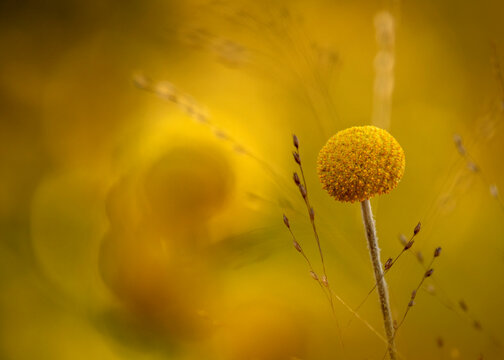Billy button (Craspedia glauca) growing in spring