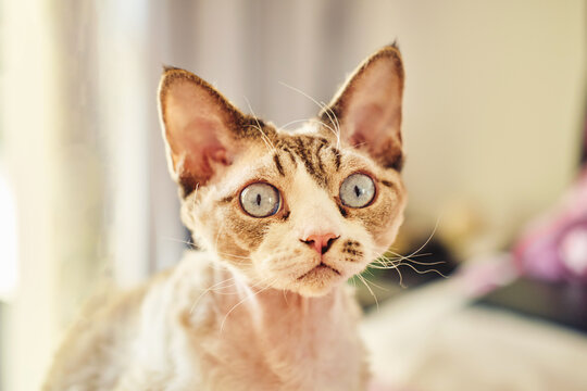 Sphynx Devon Rex cat close-up. Portrait of a pet.