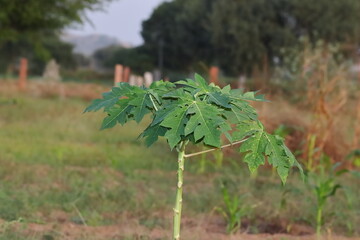 small papaya tree growing in the field