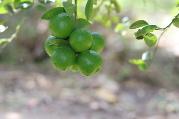 a bunch of green lemons fruit on a lemon branch in the garden with selective focus background