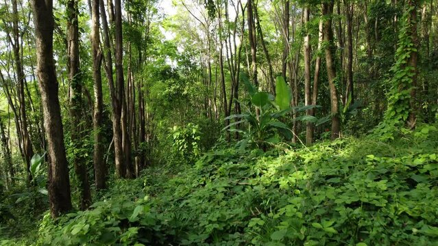 Video inserts of public forest areas used for walking or jogging for summer outdoor adventures.