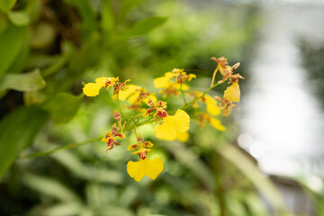 Beautiful yellow orchid flower blooming in garden floral background