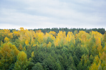 Beautiful scenic view of the autumn forest. Red, yellow and orange trees in autumn background. tree tops