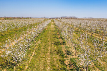 Fototapeta premium Long alley of almond trees blossom on an almonds plantation, view from drone