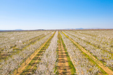 Long alley of almond trees blossom on an almonds plantation, view from drone