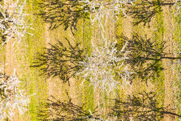 Long alley of almond trees blossom on an almonds plantation, view from drone