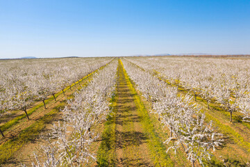 Long alley of almond trees blossom on an almonds plantation, view from drone