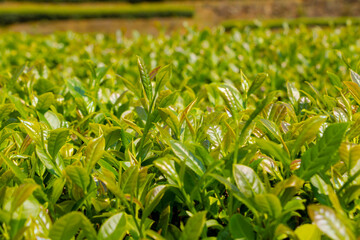 China's green tea garden. Spring tea plantation.