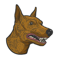 Angry growling doberman dog head color sketch engraving raster illustration. T-shirt apparel print design. Scratch board imitation. Black and white hand drawn image.