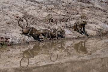 Gray langurs, monkeys drinking in a pond, India, Madhya Pradesh 
