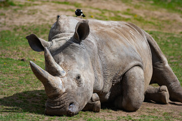 Obraz premium Southern White Rhinoceros